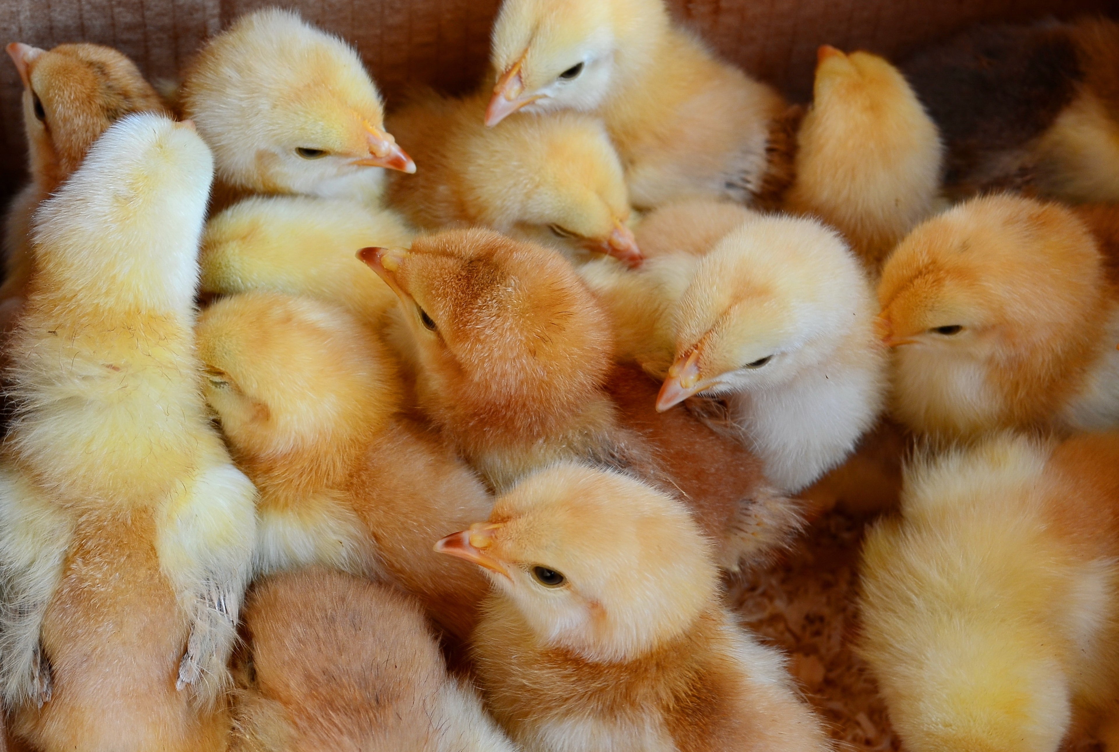 NOVOGEN BROWN PULLET