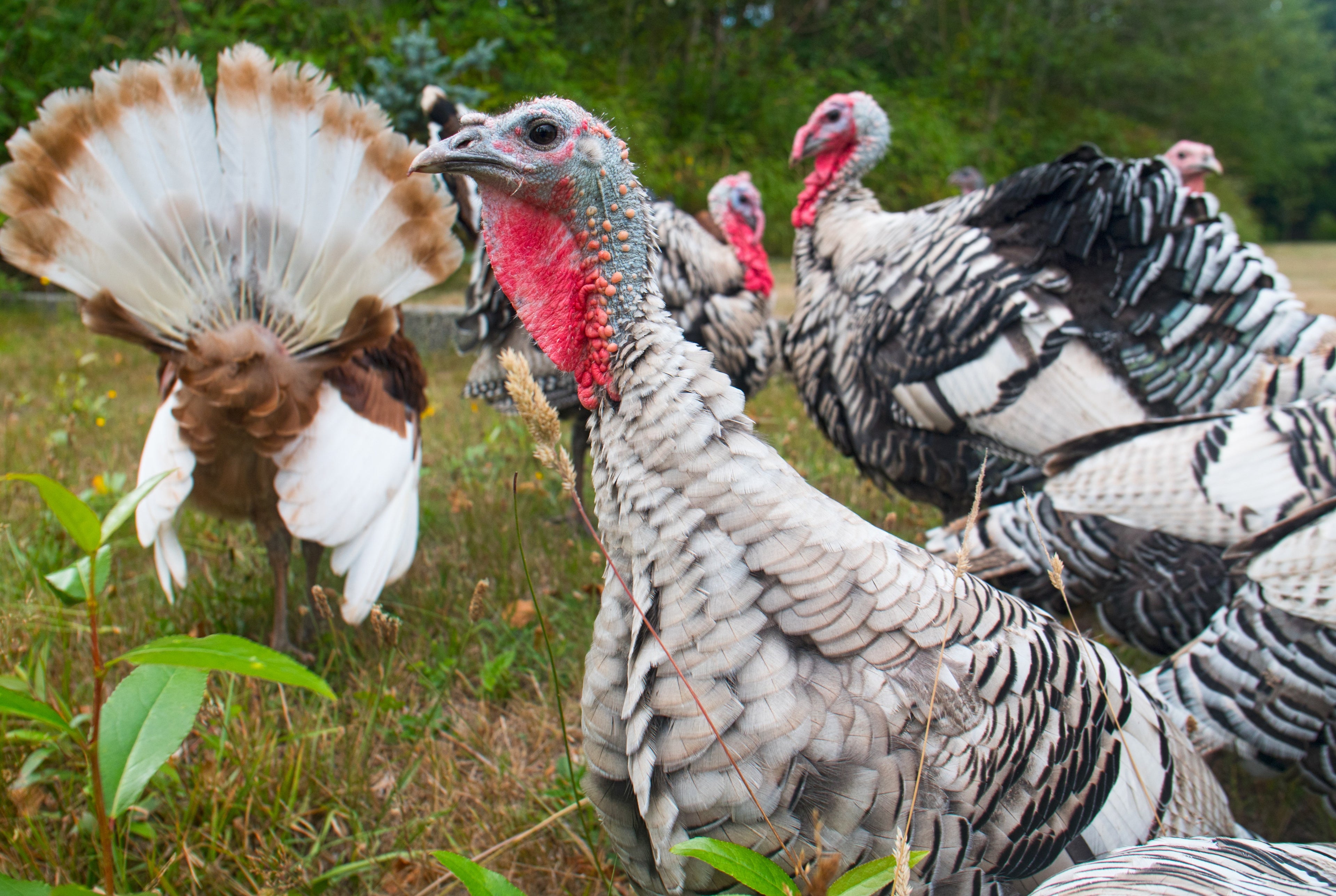 ASSORTED TURKEY SR