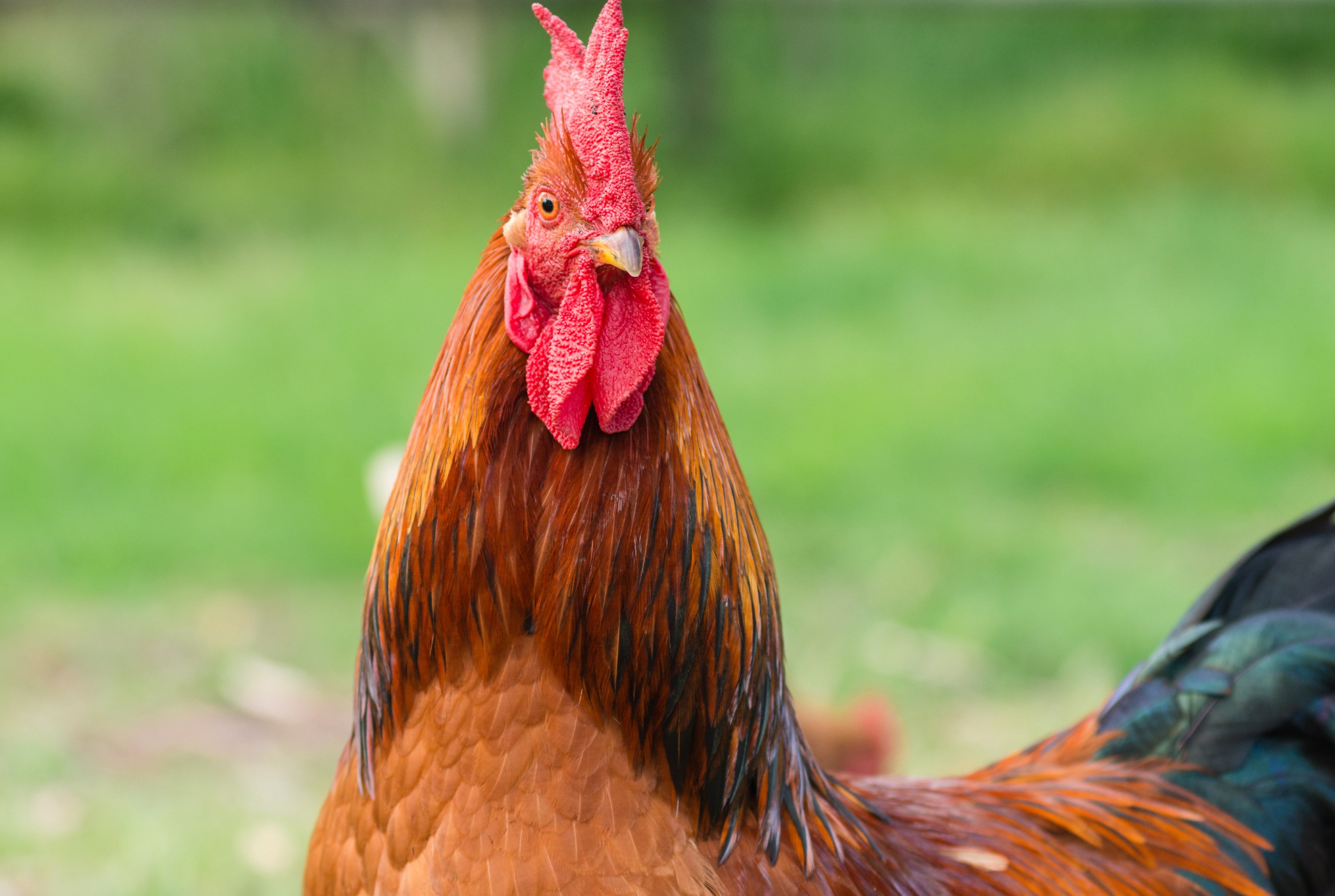 NOVOGEN BROWN PULLET