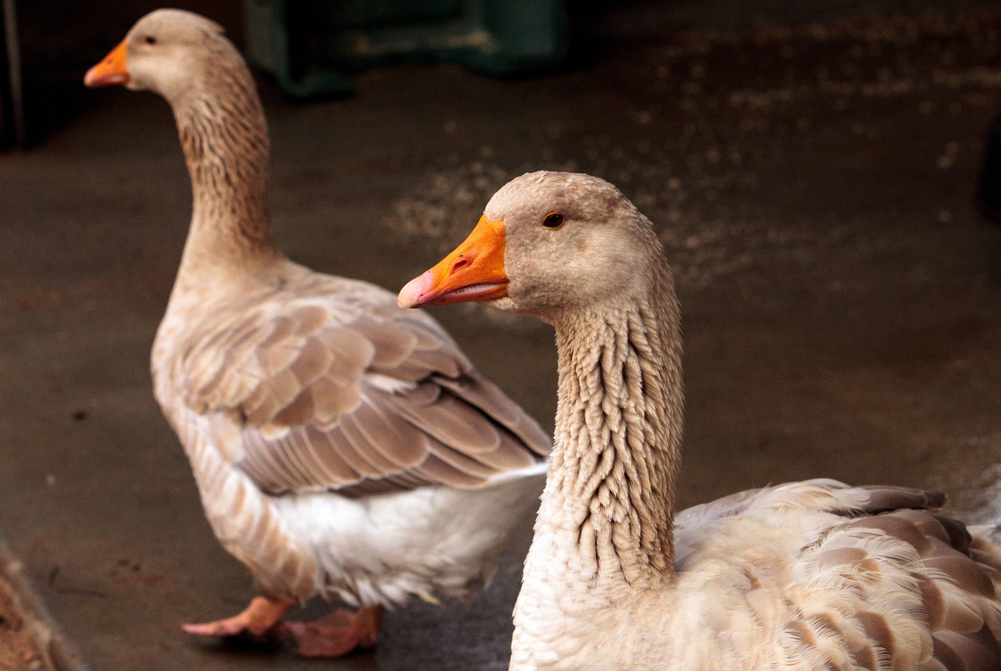 FANCY GOSLING