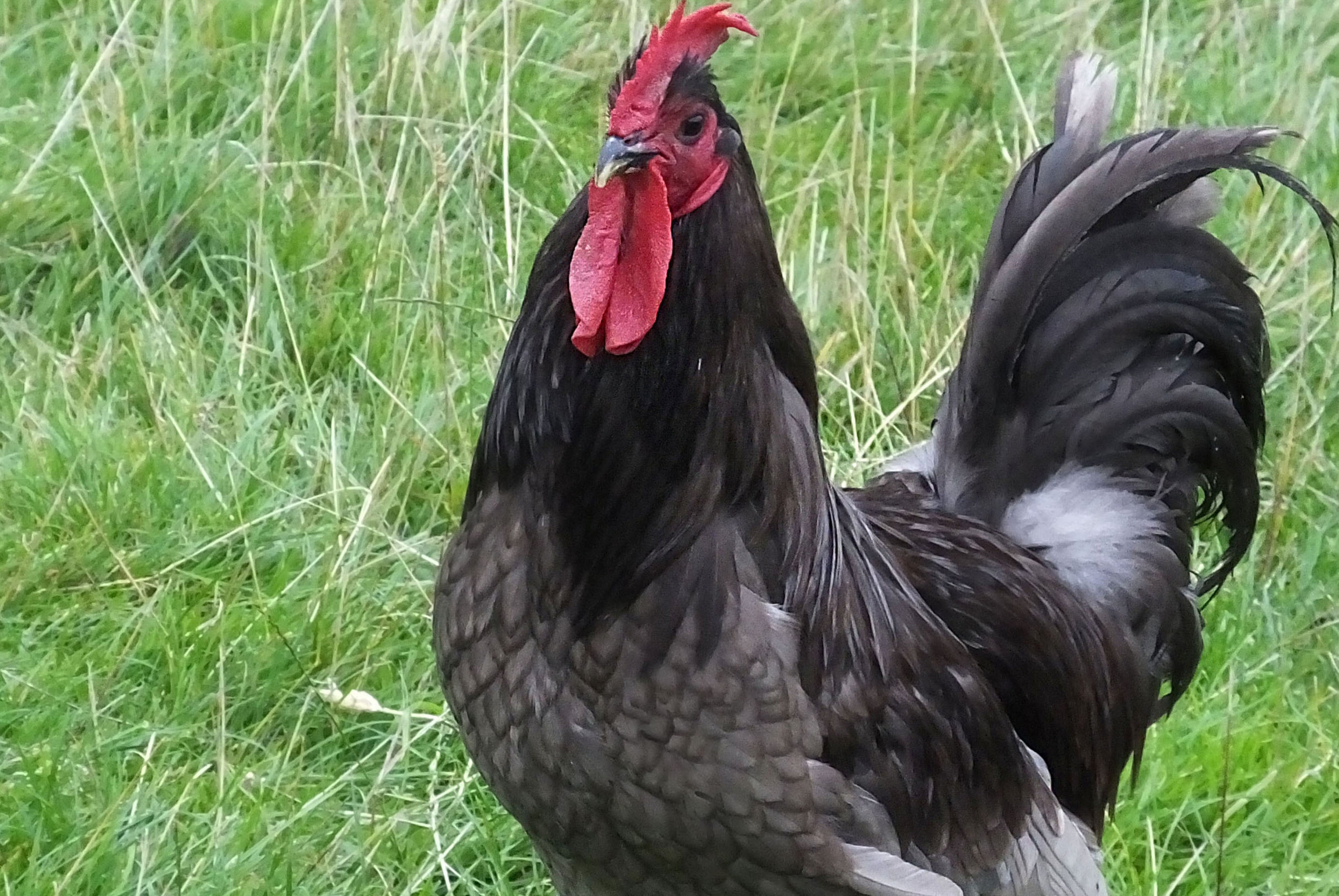 BLUE JERSEY GIANT PULLET