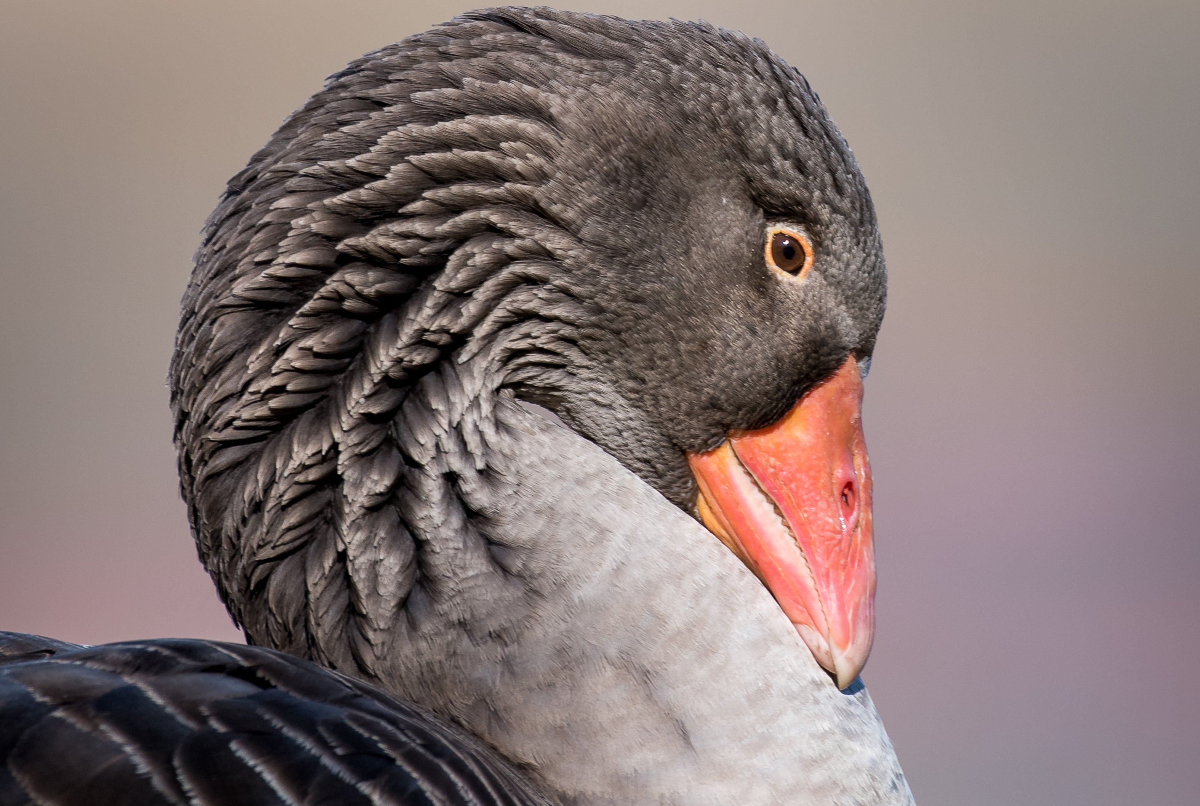 GRAY TOULOUSE GOSLING
