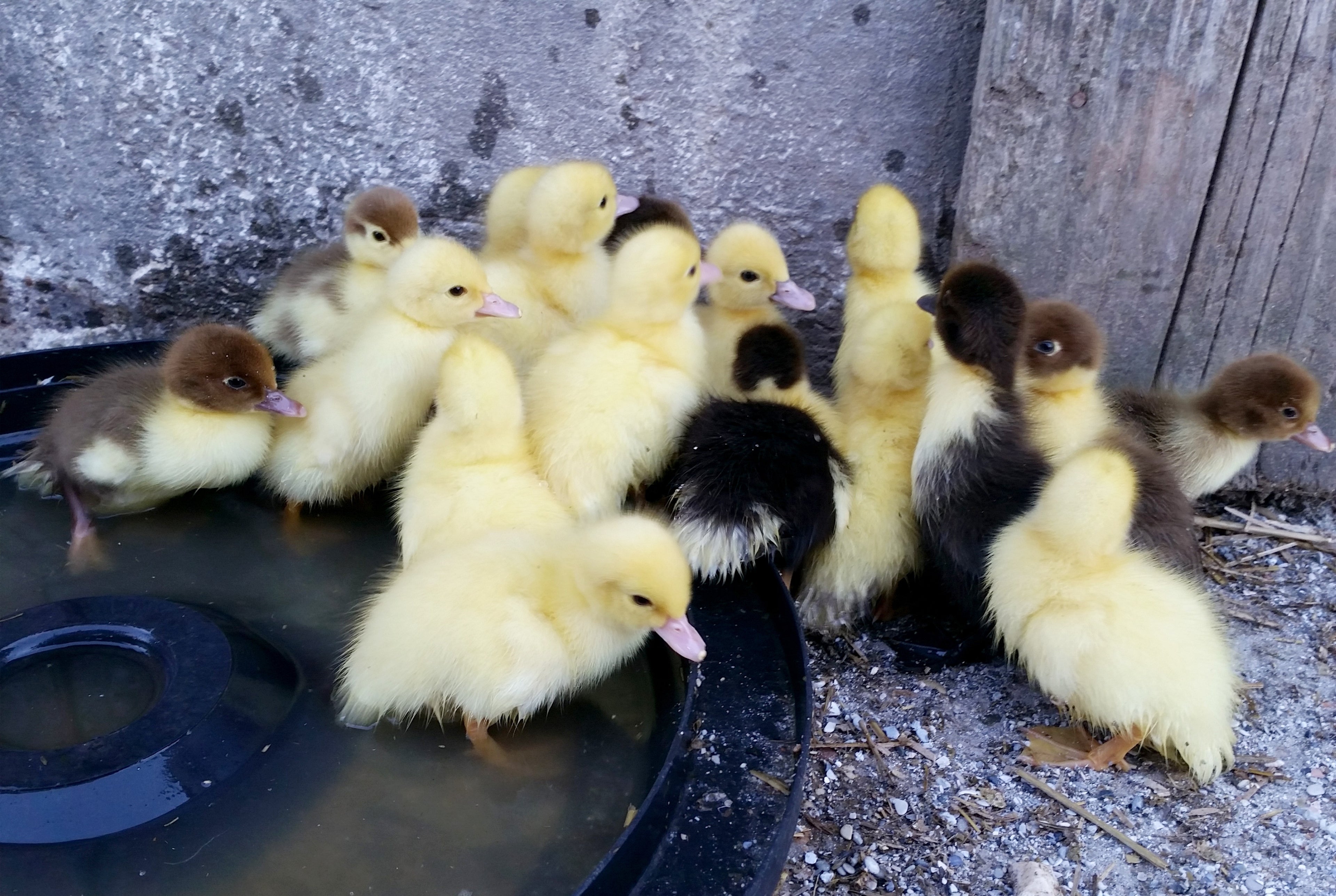 ASSORTED DUCKS
